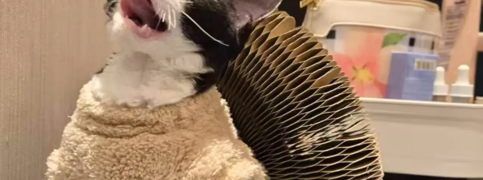 The Scratcher That Pushes Back, and Why the Sofa Stopped Losing