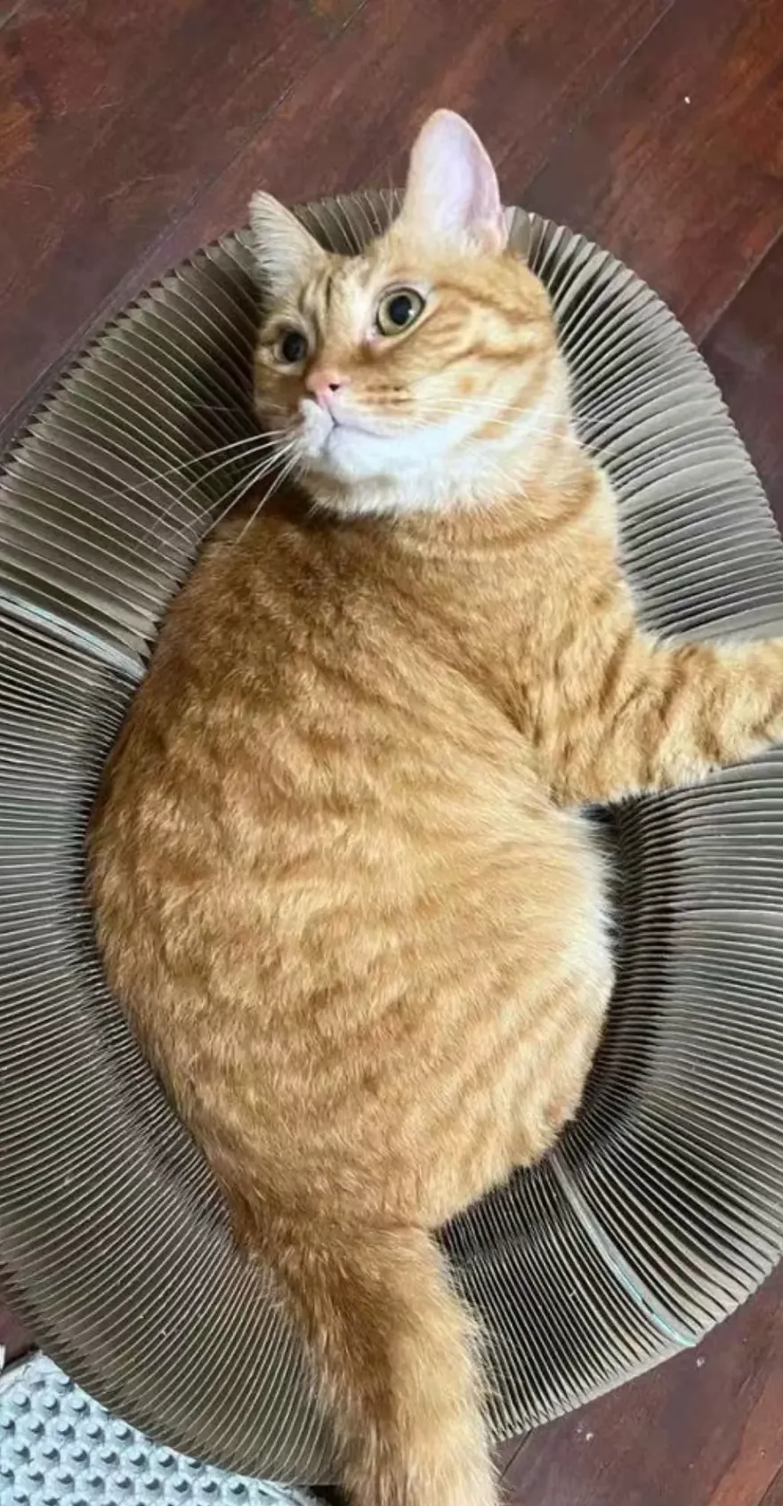 The Scratcher That Pushes Back, and Why the Sofa Stopped Losing