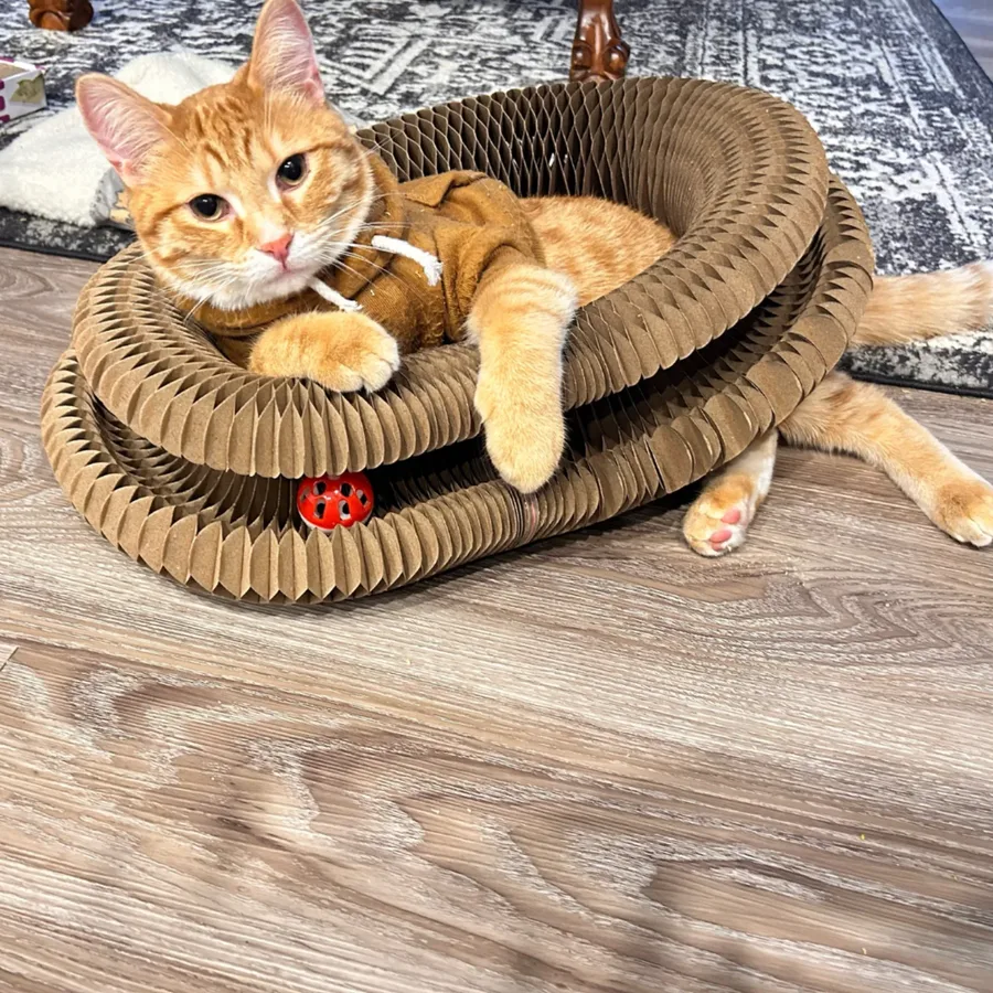 You Have Bought 4 Scratching Posts and He Uses the Sofa